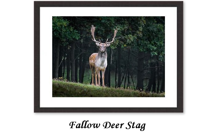 Fallow Deer Stag Framed Print